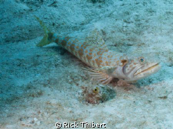 Bluestripe Lizardfish by Rick Thibert 